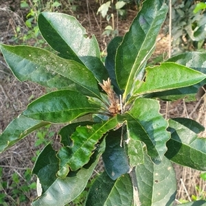 Unidentified Other Tree at Tyndale, NSW by topwood