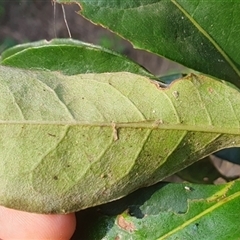 Unverified at suppressed - suppressed