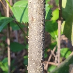 Unverified at suppressed - suppressed