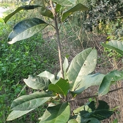 Unverified at suppressed - suppressed