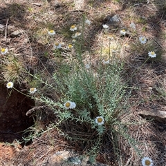 Rhodanthe anthemoides (Chamomile Sunray) at Macgregor, ACT - 30 Oct 2024 by JasonC