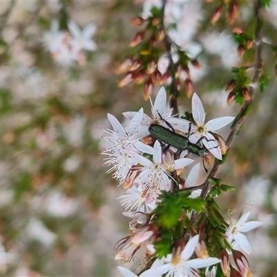 Eleale simplex (Clerid beetle) at Warri, NSW - 27 Oct 2024 by clarehoneydove