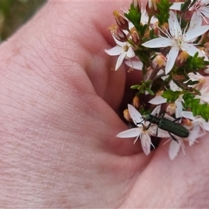 Eleale simplex at Warri, NSW - suppressed