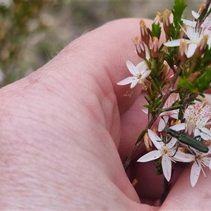 Eleale simplex at Warri, NSW - suppressed