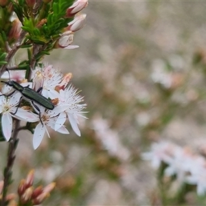 Eleale simplex at Warri, NSW - 27 Oct 2024