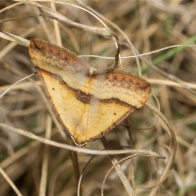 Anachloris subochraria (Golden Grass Carpet (Ennominae)) at Bredbo, NSW - 30 Oct 2024 by AlisonMilton