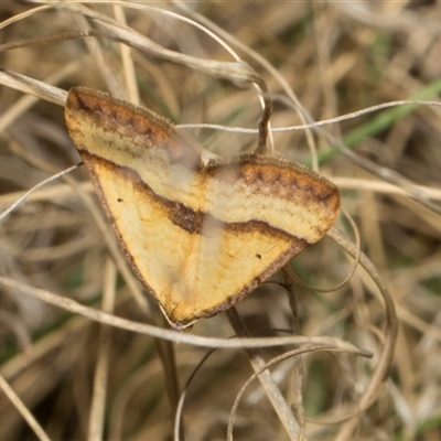 Anachloris subochraria (Golden Grass Carpet) at Bredbo, NSW - 30 Oct 2024 by AlisonMilton