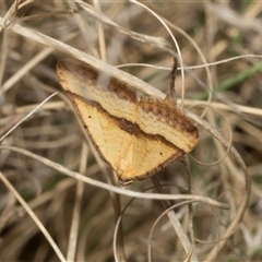 Anachloris subochraria at Bredbo, NSW - 30 Oct 2024