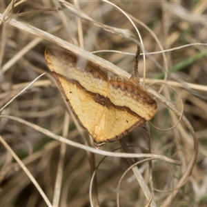 Anachloris subochraria at Bredbo, NSW - 30 Oct 2024 11:06 AM