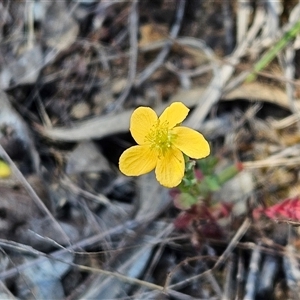 Hypericum gramineum at Weetangera, ACT - 29 Oct 2024