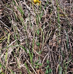 Hypericum gramineum at Weetangera, ACT - 29 Oct 2024