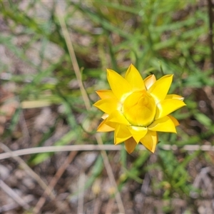 Xerochrysum viscosum at Weetangera, ACT - 29 Oct 2024 12:32 PM