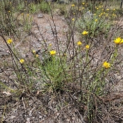 Xerochrysum viscosum at Weetangera, ACT - 29 Oct 2024 12:32 PM