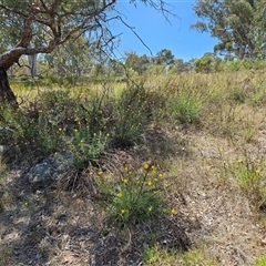 Xerochrysum viscosum at Weetangera, ACT - 29 Oct 2024