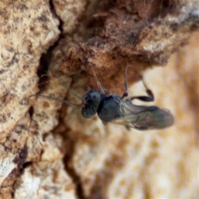 Ichneumonoidea (Superfamily) (A species of parasitic wasp) at Russell, ACT - 30 Oct 2024 by Hejor1