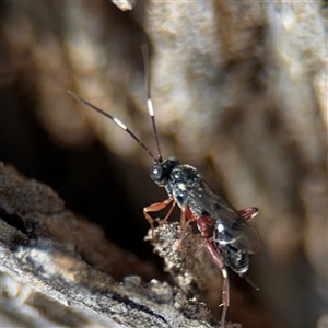 Ichneumonidae (family) at Russell, ACT - 30 Oct 2024 12:39 PM