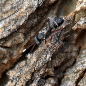 Ichneumonidae (family) at Russell, ACT - 30 Oct 2024 12:39 PM