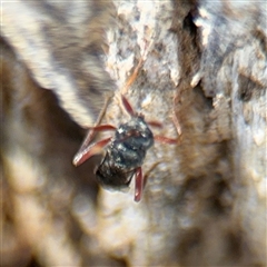 Ichneumonidae (family) at Russell, ACT - 30 Oct 2024 12:39 PM