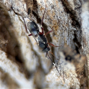 Ichneumonidae (family) at Russell, ACT - 30 Oct 2024 12:39 PM