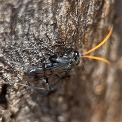 Fabriogenia sp. (genus) (Spider wasp) at Russell, ACT - 30 Oct 2024 by Hejor1