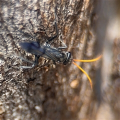 Fabriogenia sp. (genus) at Russell, ACT - 30 Oct 2024