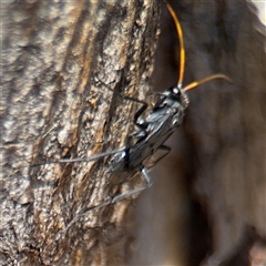 Fabriogenia sp. (genus) at Russell, ACT - 30 Oct 2024