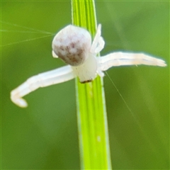 Zygometis xanthogaster (Crab spider or Flower spider) at Russell, ACT - 30 Oct 2024 by Hejor1