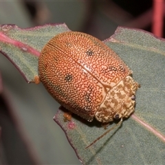 Paropsis atomaria at Bredbo, NSW - 30 Oct 2024