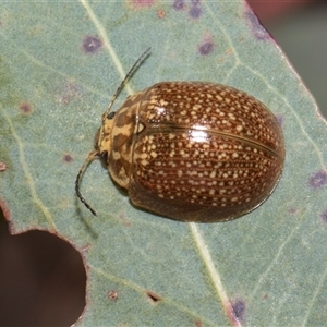 Paropsisterna cloelia at Bredbo, NSW - 30 Oct 2024