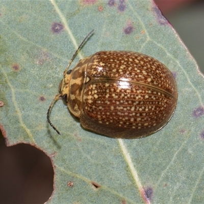 Paropsisterna cloelia (Eucalyptus variegated beetle) at Bredbo, NSW - 30 Oct 2024 by AlisonMilton