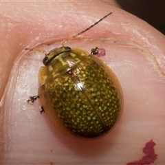 Paropsisterna cloelia at Bredbo, NSW - 30 Oct 2024