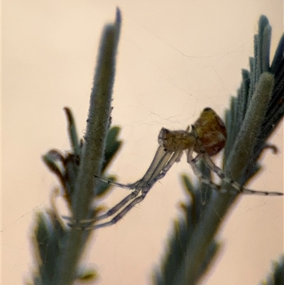 Theridiidae (family) at Holder, ACT - 28 Oct 2024 by Hejor1