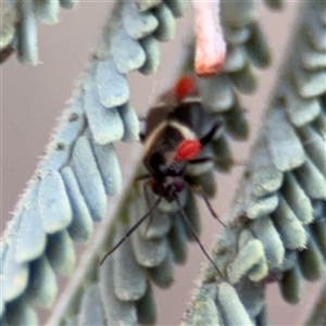 Dieuches sp. (genus) at Holder, ACT - 28 Oct 2024 04:12 PM