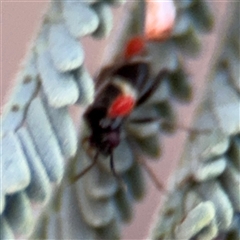 Dieuches sp. (genus) at Holder, ACT - 28 Oct 2024