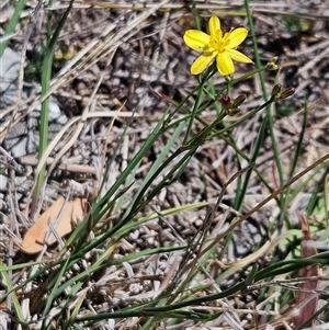 Tricoryne elatior at Weetangera, ACT - 29 Oct 2024