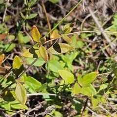 Mentha diemenica (Wild Mint, Slender Mint) at Weetangera, ACT - 29 Oct 2024 by sangio7