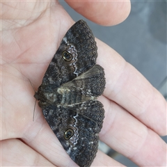 Donuca castalia (An Erebid moth (Catocalini)) at Shark Creek, NSW - 30 Oct 2024 by Topwood