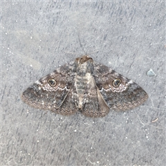 Donuca castalia at Shark Creek, NSW - 30 Oct 2024 05:36 PM
