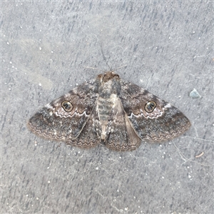 Donuca castalia at Shark Creek, NSW - 30 Oct 2024 05:36 PM