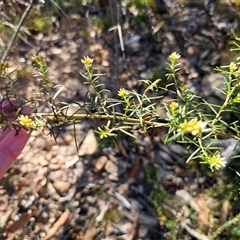 Ozothamnus thyrsoideus (Sticky Everlasting) at Tinderry, NSW - 30 Oct 2024 by Csteele4