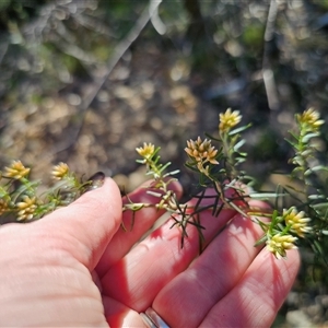 Ozothamnus thyrsoideus at Tinderry, NSW - 30 Oct 2024