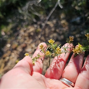 Ozothamnus thyrsoideus at Tinderry, NSW - 30 Oct 2024