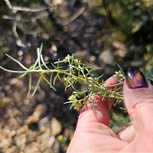 Ozothamnus thyrsoideus at Tinderry, NSW - 30 Oct 2024