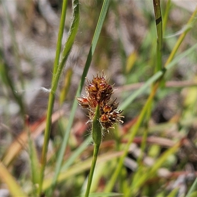 Luzula densiflora (Dense Wood-rush) at Weetangera, ACT - 29 Oct 2024 by sangio7