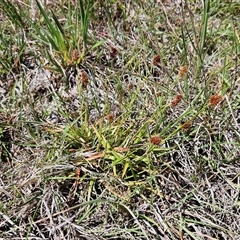 Luzula densiflora at Weetangera, ACT - 29 Oct 2024 02:08 PM