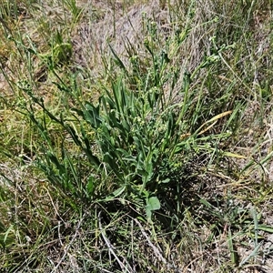 Hackelia suaveolens at Weetangera, ACT - 29 Oct 2024 02:17 PM