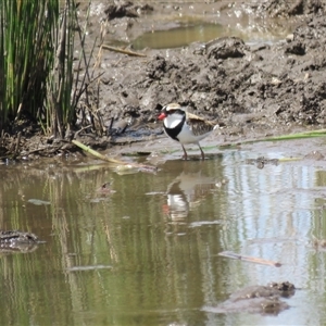 Charadrius melanops at Colo Vale, NSW - 29 Oct 2024