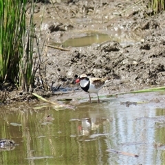 Charadrius melanops at Colo Vale, NSW - 29 Oct 2024