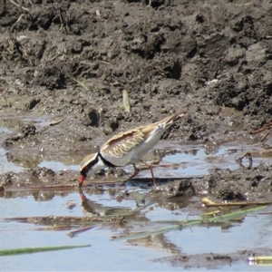 Charadrius melanops at Colo Vale, NSW - 29 Oct 2024