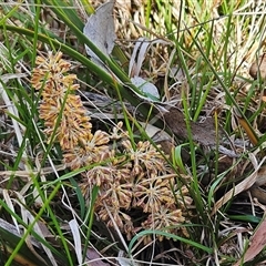 Lomandra multiflora (Many-flowered Matrush) at Weetangera, ACT - 29 Oct 2024 by sangio7